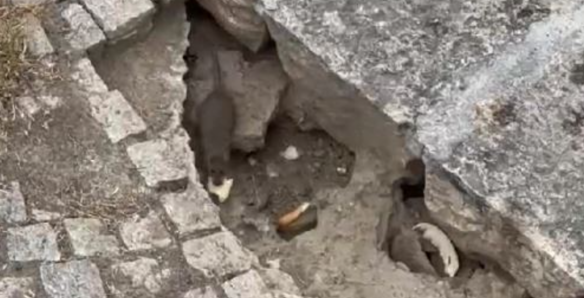  Bombë me sahat  për epidemi  minjtë po shumohen pranë kontejnerëve të tejmbushur në Shkup