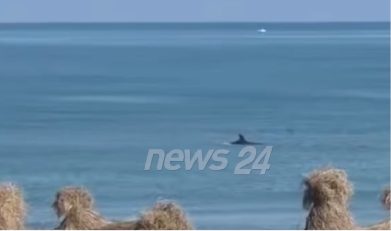 Delfini shfaqet pranë bregut të Darëzezës, surprizon pushuesit dhe banorët (VIDEO)
